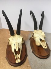 Vintage taxidermy pair for sale  West Palm Beach