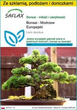 SAFLAX - Zestaw do uprawy - Bonsai - Modrzew Europejski - 75 Posiew na sprzedaż  Wysyłka do Poland