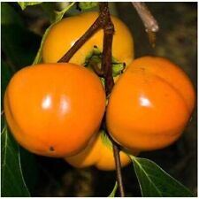 Pianta kaki mela usato  Maddaloni