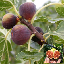 Ficus brown turkey for sale  UK