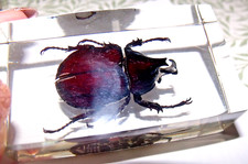 Taxidermy bugs insect for sale  FAREHAM