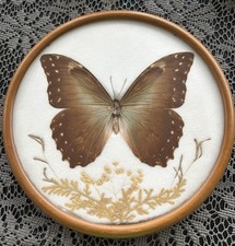 Morpho herculos santa gebraucht kaufen  Wäschenbeuren