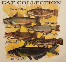 Cat collection brown for sale  Osceola