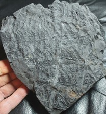 Museum carboniferous specimen. d'occasion  Expédié en Belgium