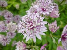 Astrantia major white for sale  Ireland