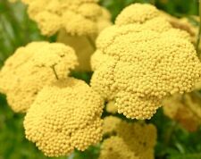 Yarrow cloth gold for sale  DEWSBURY