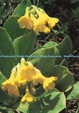 D249536 primula auricula for sale  WARLINGHAM