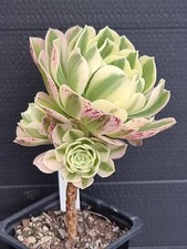 Aeonium maybach for sale  KILMARNOCK