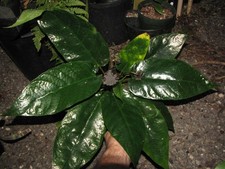 Dorstenia cf. elata for sale  San Diego