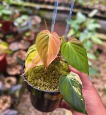 Philodendron pink micans d'occasion  Expédié en Belgium