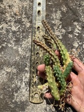 Cuttings lifesaver cactus for sale  Kapolei