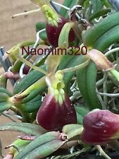 Epidendrum porpax hanging for sale  Bogalusa