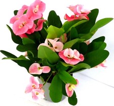 Christusdorn euphorbia milli gebraucht kaufen  Gronau