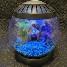 Aquarium sphere fish for sale  Lemoore
