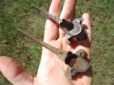 Excellent deer thoracic for sale  Tallahassee