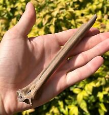 Huge florida fossil for sale  Coppell