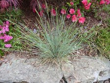 Plant blue sheeps for sale  Sewell