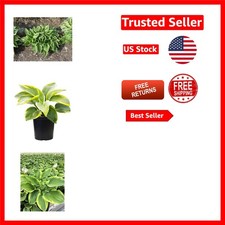 Hosta frances williams for sale  Silver Spring