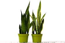 Snake plant variety for sale  San Marcos