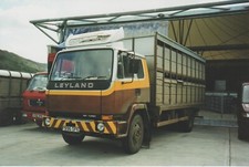 Photo leyland livestock for sale  EGHAM