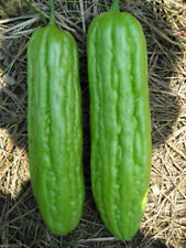 Zucca amara lunga usato  Spedire a Italy