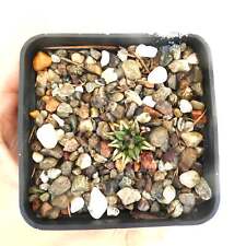 Ariocarpus kotschoubeyanus usato  Napoli