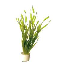 Vallisneria torta bunch for sale  CREDITON