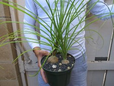 Beaucarnea recurvata pony for sale  Garden Grove