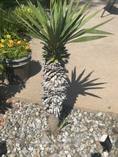 Baby yucca quart for sale  Fairfield