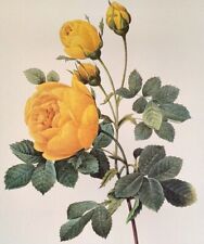 Redoute flowers rosa for sale  Sahuarita