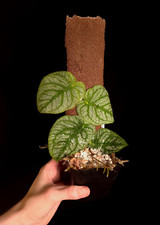 Monstera dubia rare for sale  ANDOVER