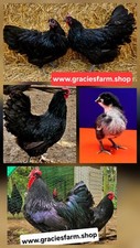 Black australorp import for sale  KIDWELLY