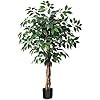 Soguyi ficus pianta usato  Italia