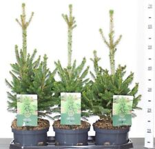 Abete rosso picea usato  Valmacca