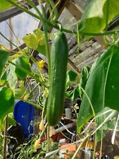 Cucumber sensation italian for sale  THORNTON HEATH