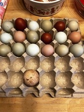 Bym fertilized hatching for sale  Arkadelphia