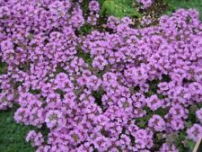 Thyme purple creeping for sale  BELLSHILL