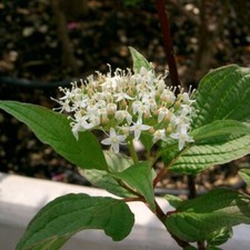 Graines cornus alba d'occasion  Sabres