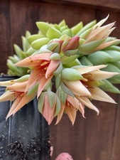 Sedum morganianum donkey for sale  San Diego