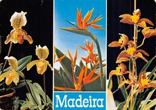 Portugal funchal orchidee d'occasion  France