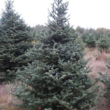 Abies fraseri fraser for sale  NEWRY
