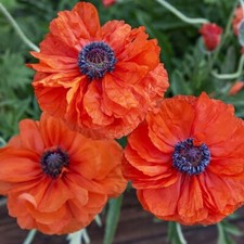 Papaver orientale may for sale  MARCH