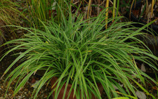 Ice dance carex for sale  Albany