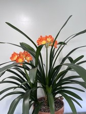 clivia lilies for sale clivia lilies for sale Burke