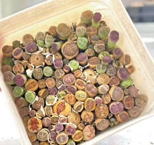 60pcs lithops 7cm for sale  BIRMINGHAM