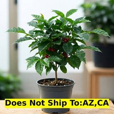 Arabica coffee fruit for sale  Miami