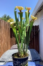 Extremely colony sarracenia d'occasion  Expédié en Belgium