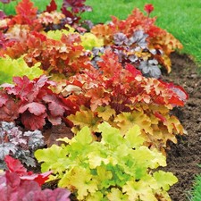 Pianta heuchera varieta usato  Torre Canavese