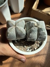 Astrophytum myriostigma onzuka for sale  Sherman Oaks