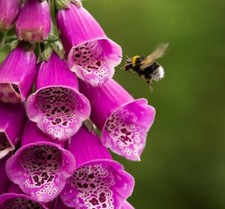 Digitalis purpurea 0.1g for sale  WELSHPOOL